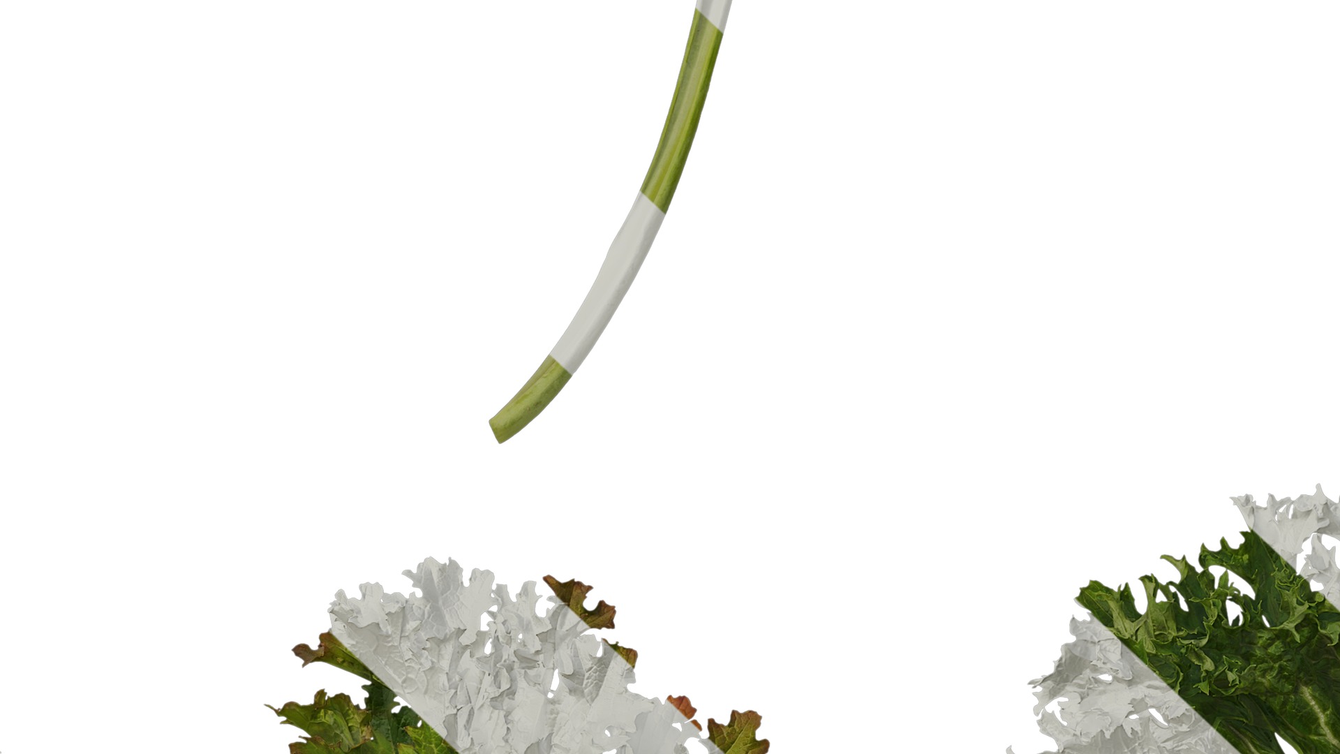 Anydrafts Brassica juncea Atlas 08 Texture_7