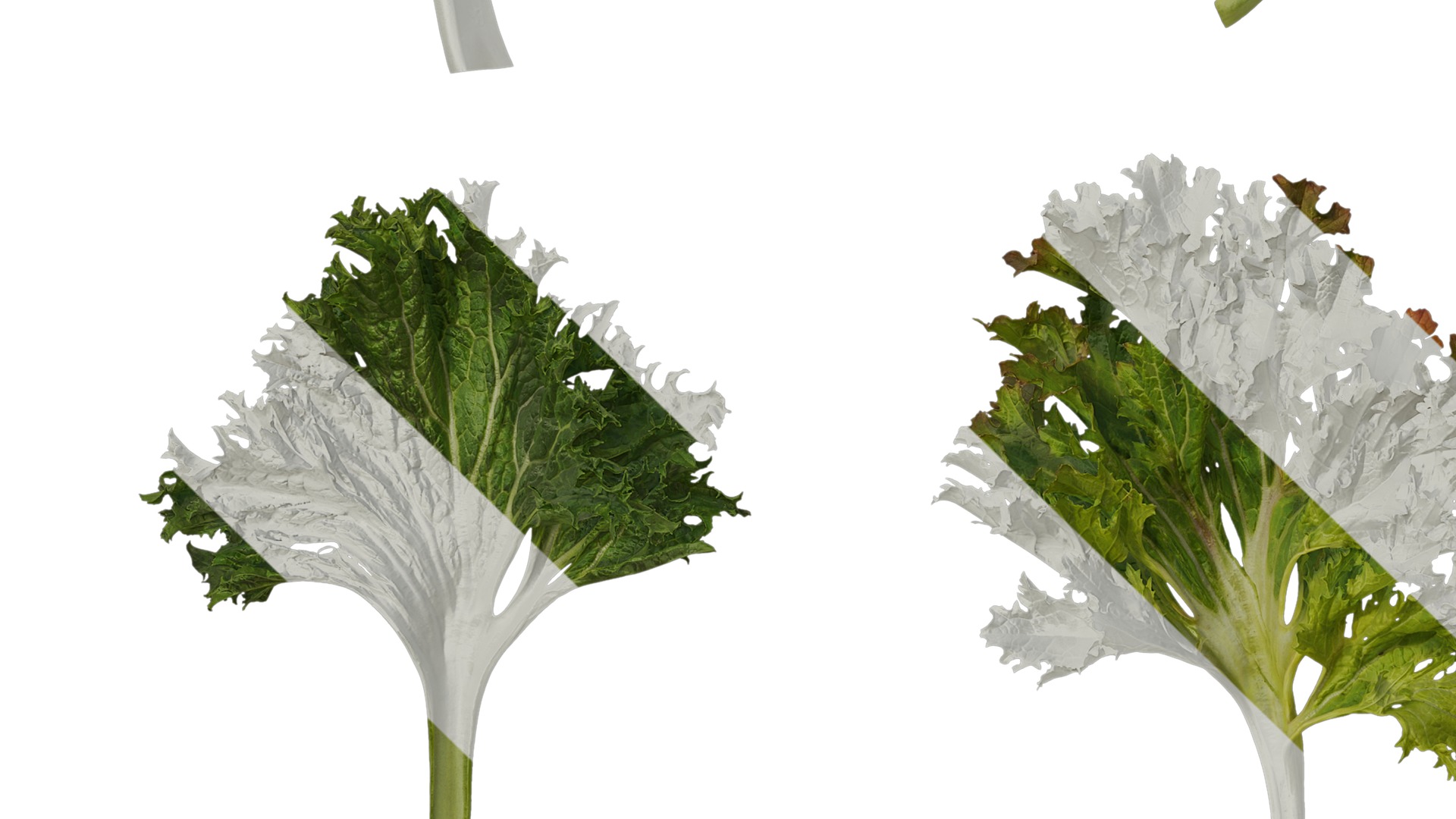 Anydrafts Brassica juncea Atlas 08 Texture_5