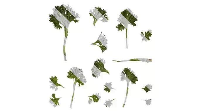 Anydrafts Brassica juncea Atlas 09