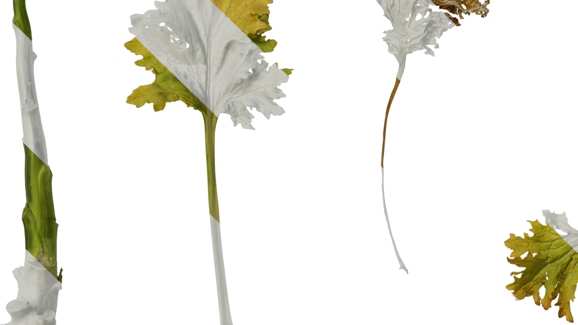 Anydrafts Brassica juncea Atlas 10 Texture_5