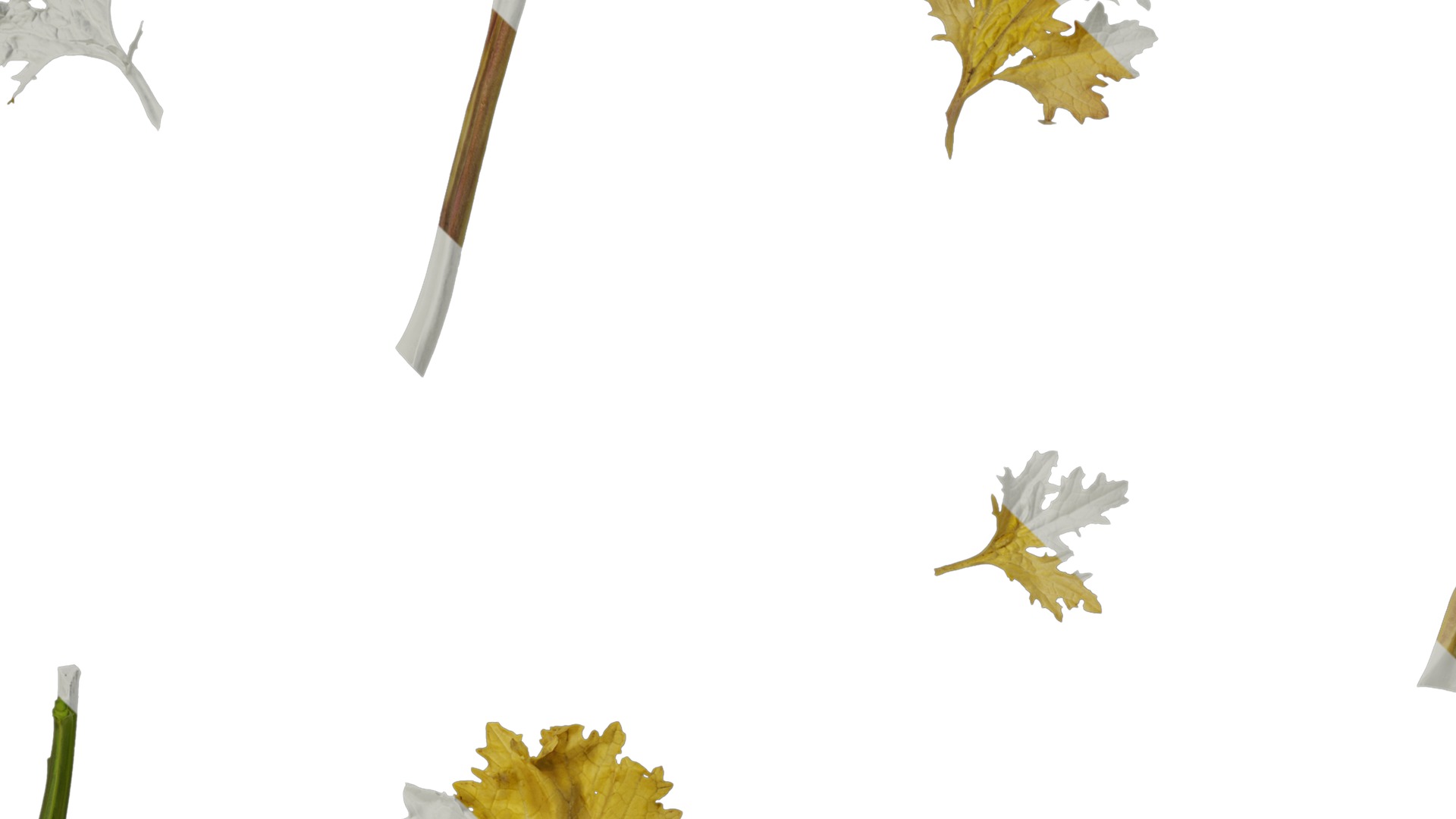 Anydrafts Brassica juncea Atlas 10 Texture_3