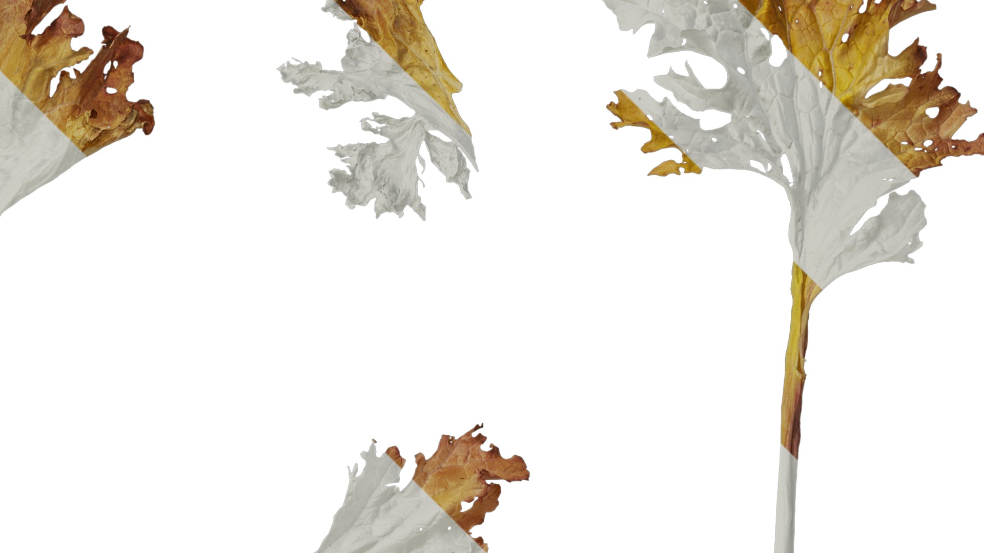 Anydrafts Brassica juncea Atlas 10 Texture_2