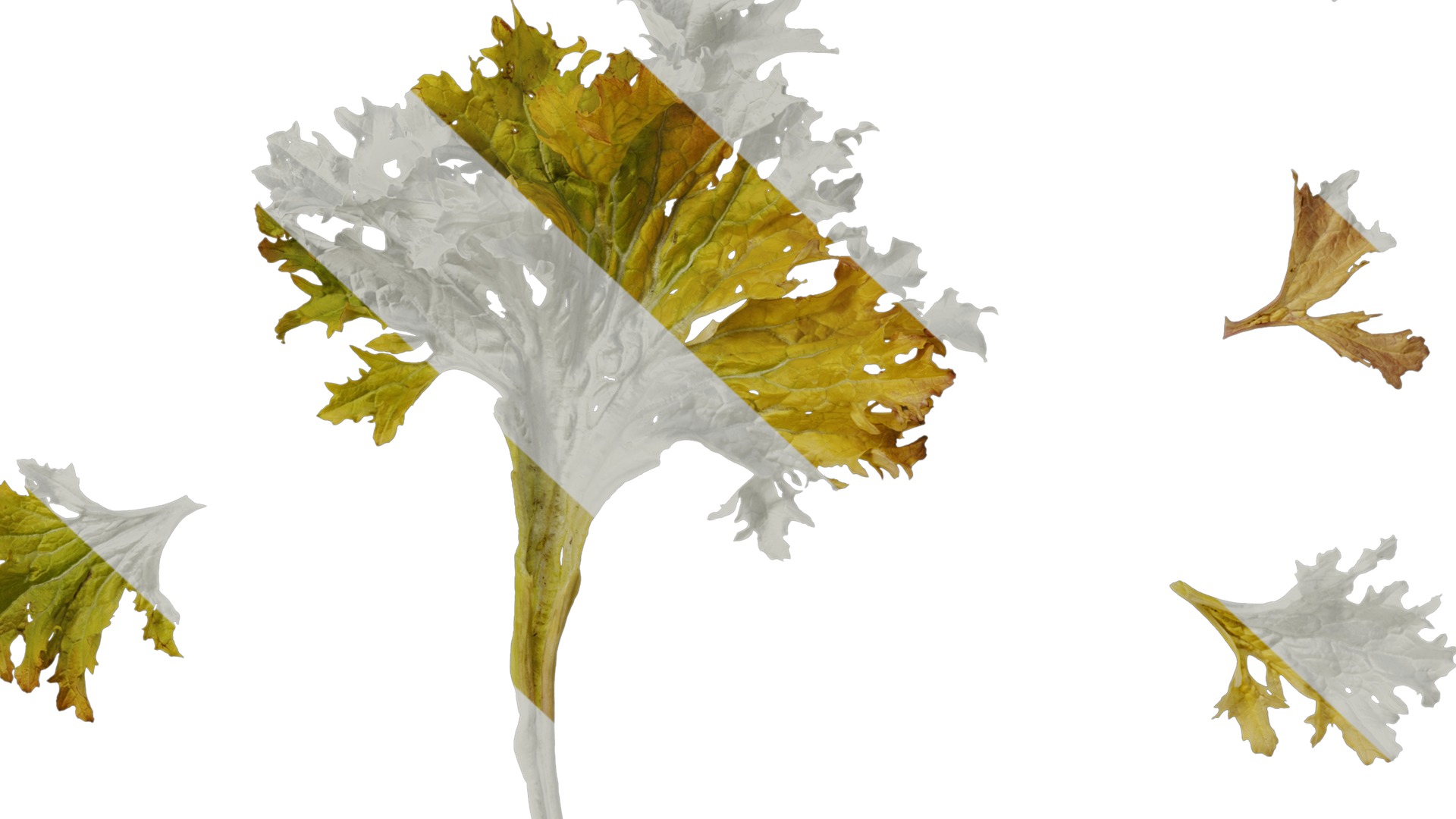 Anydrafts Brassica juncea Atlas 10 Texture_6