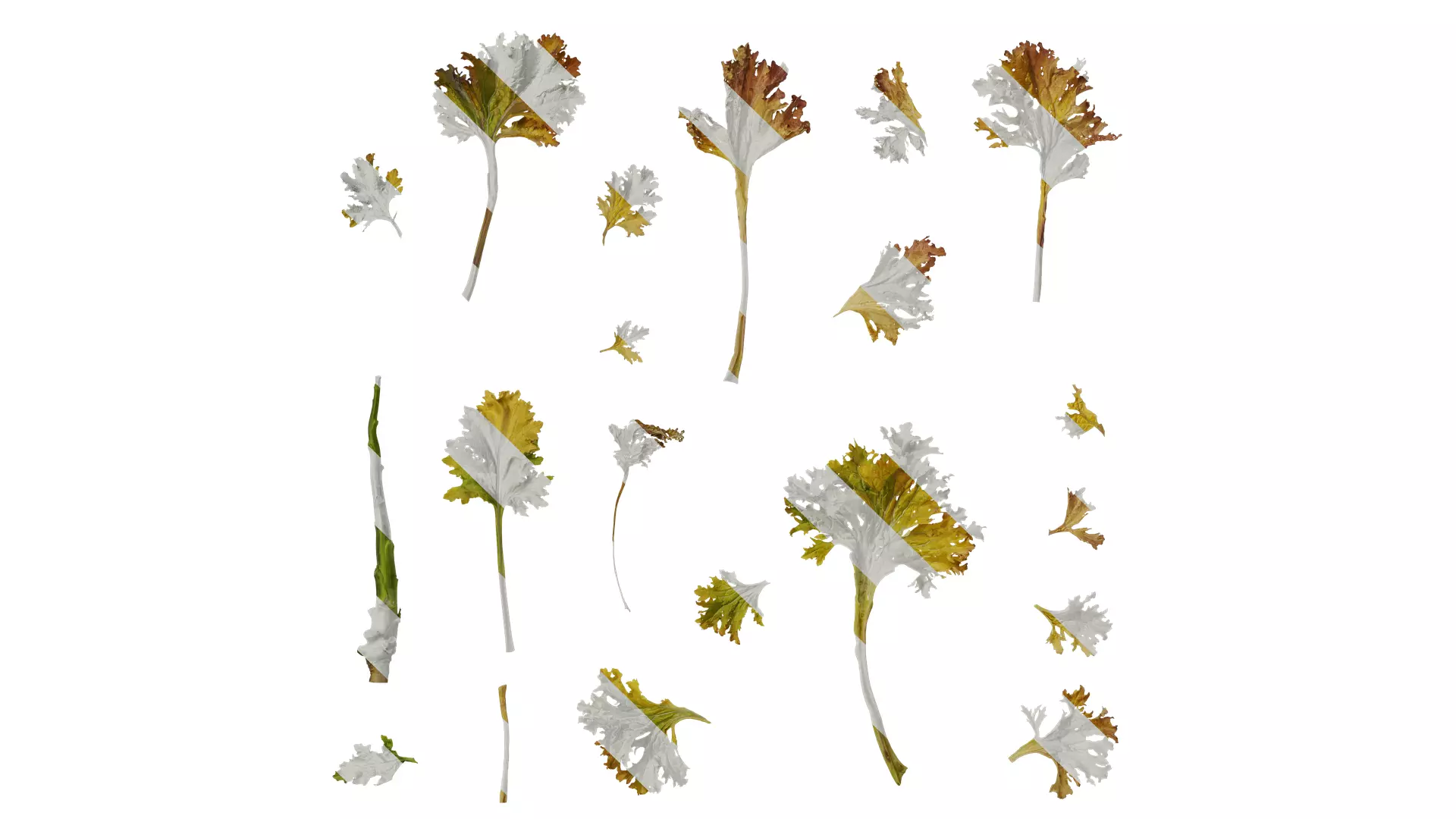 Anydrafts Brassica juncea Atlas 10 Texture_0