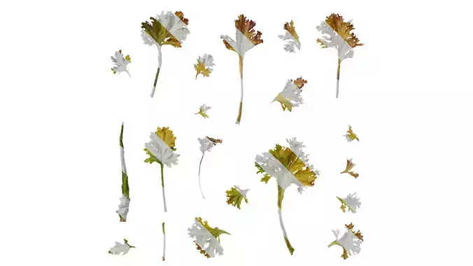 Anydrafts Brassica juncea Atlas 10