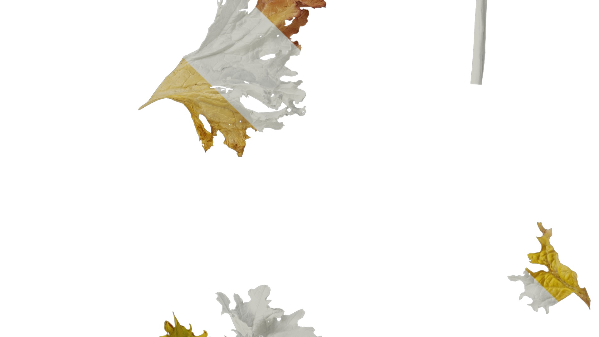 Anydrafts Brassica juncea Atlas 10 Texture_4