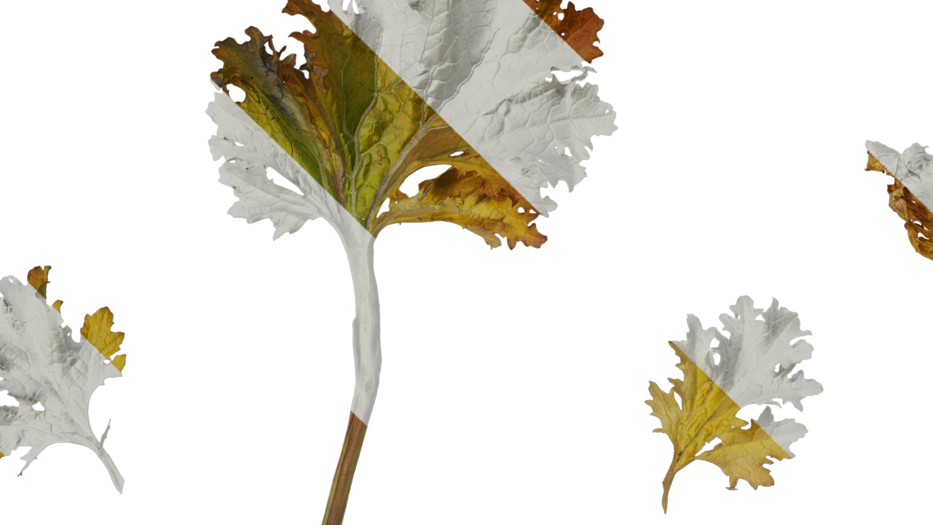 Anydrafts Brassica juncea Atlas 10 Texture_1