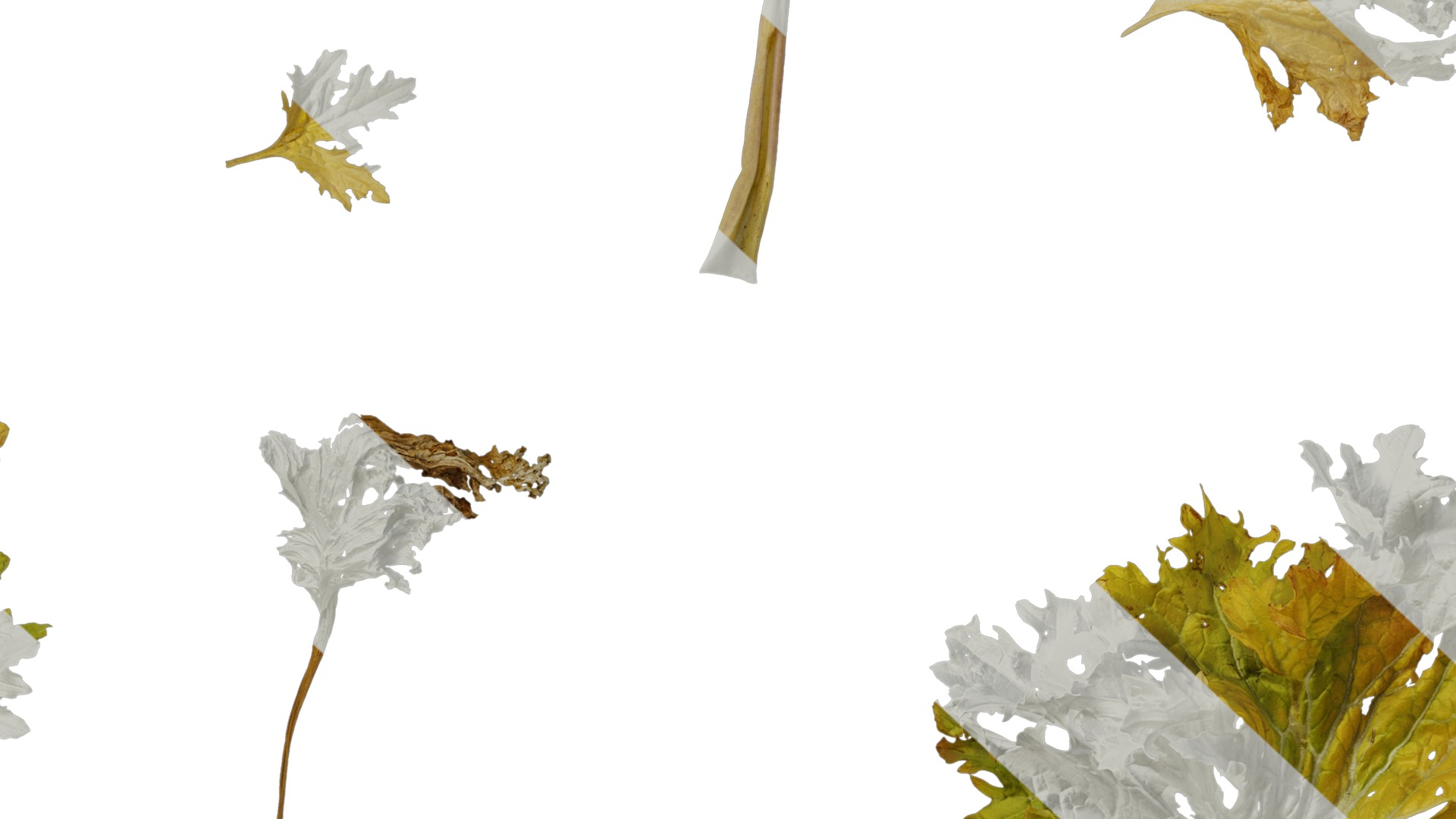 Anydrafts Brassica juncea Atlas 10 Texture_7