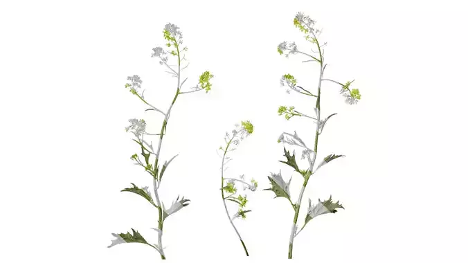 Anydrafts Brassica juncea Atlas 11