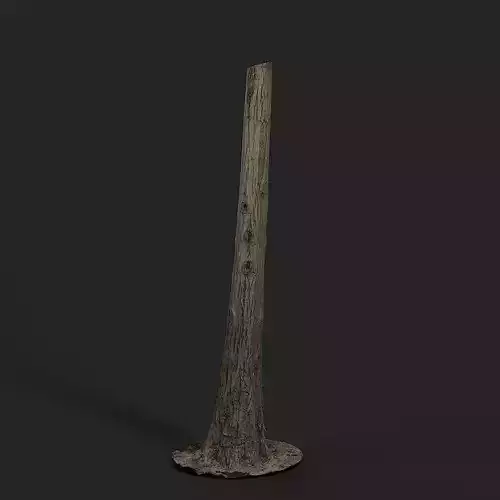 Cryptomeria 3D model