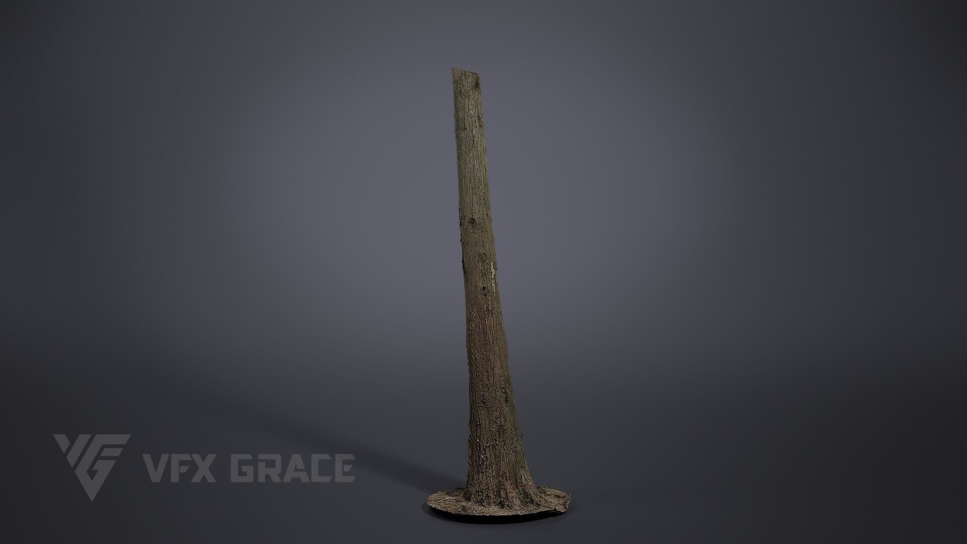 Cryptomeria 3D model_3