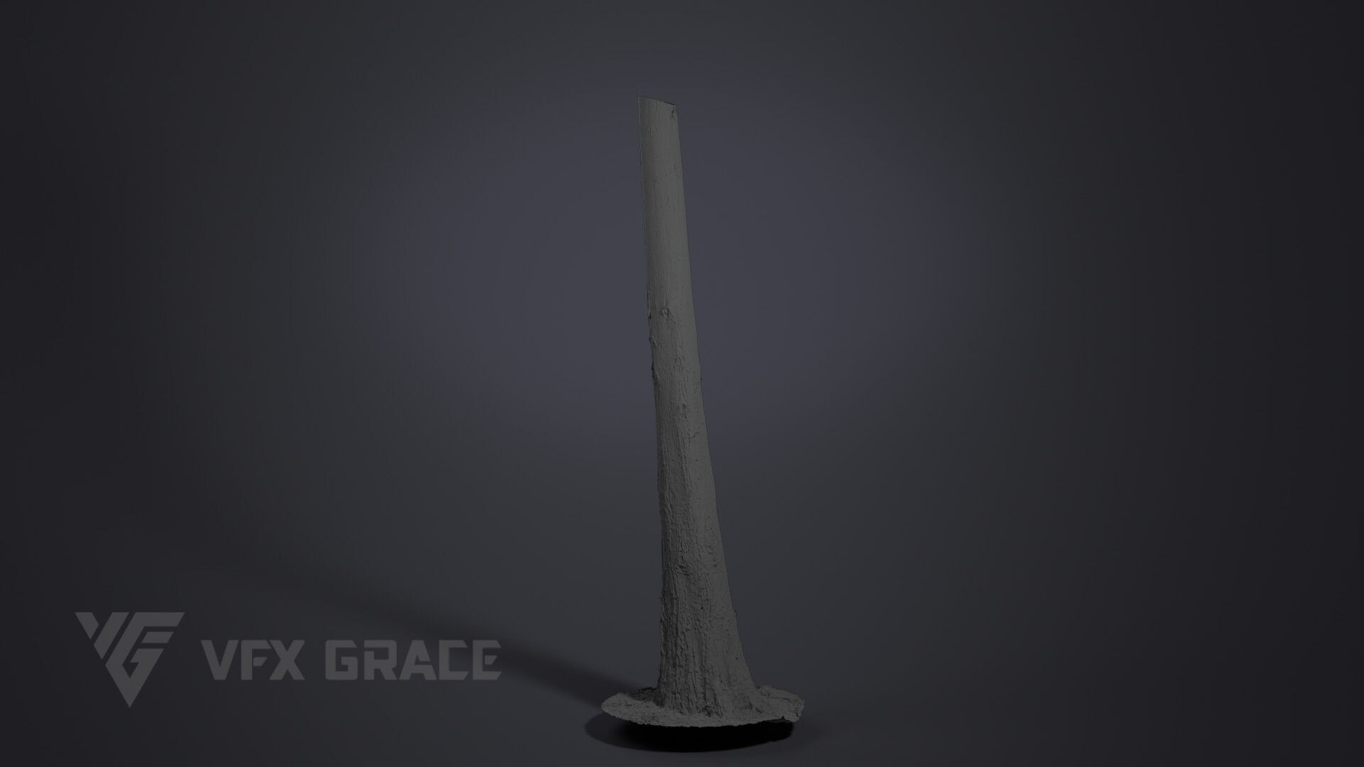 Cryptomeria 3D model_7