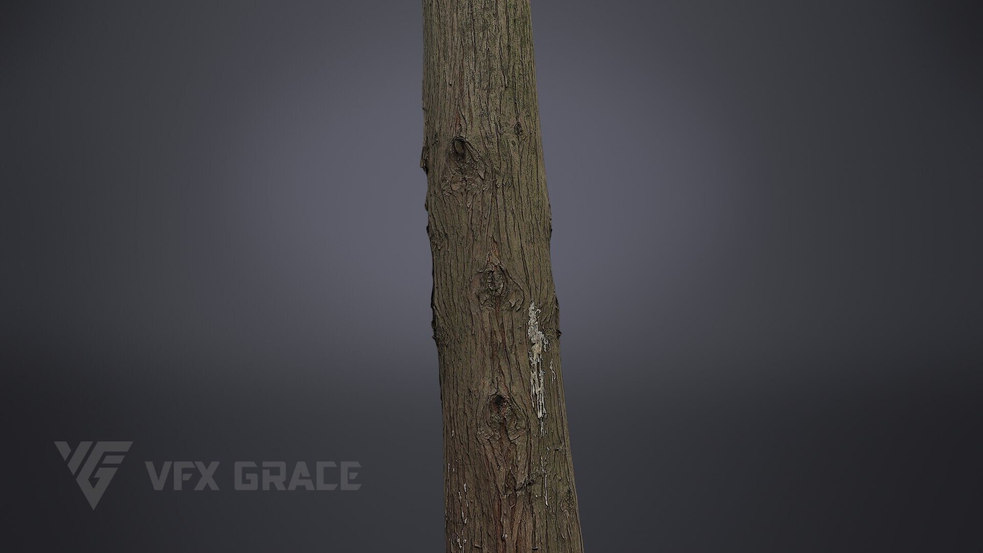 Cryptomeria 3D model_4