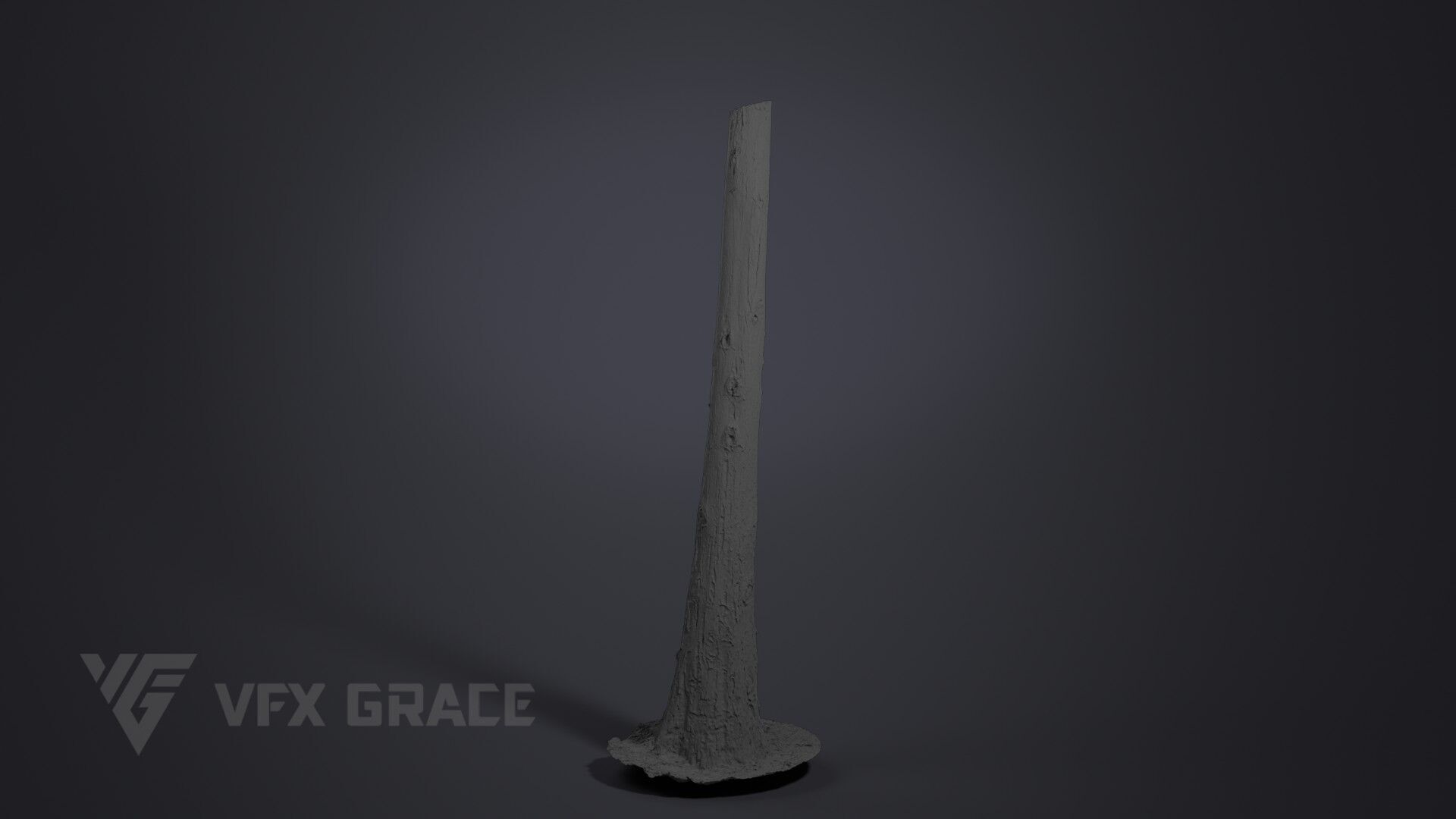 Cryptomeria 3D model_5