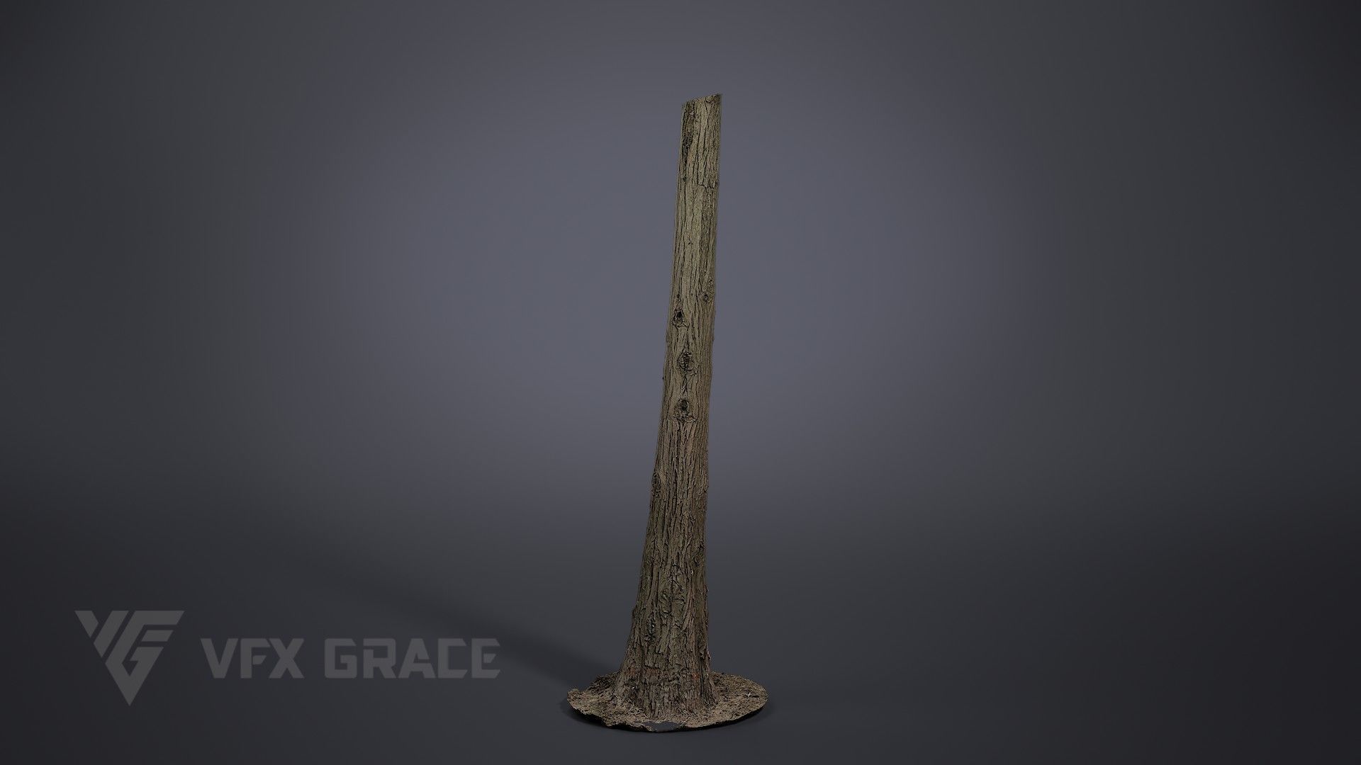 Cryptomeria 3D model_1