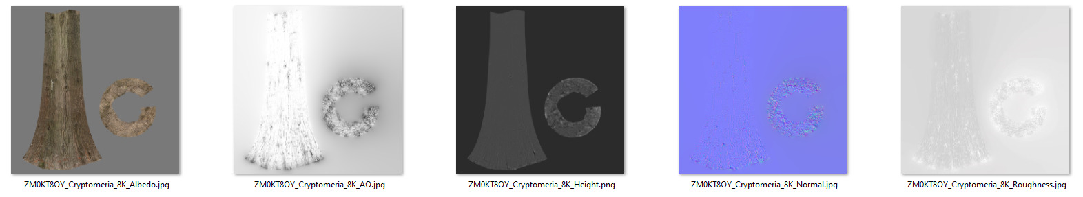 Cryptomeria 3D model_9