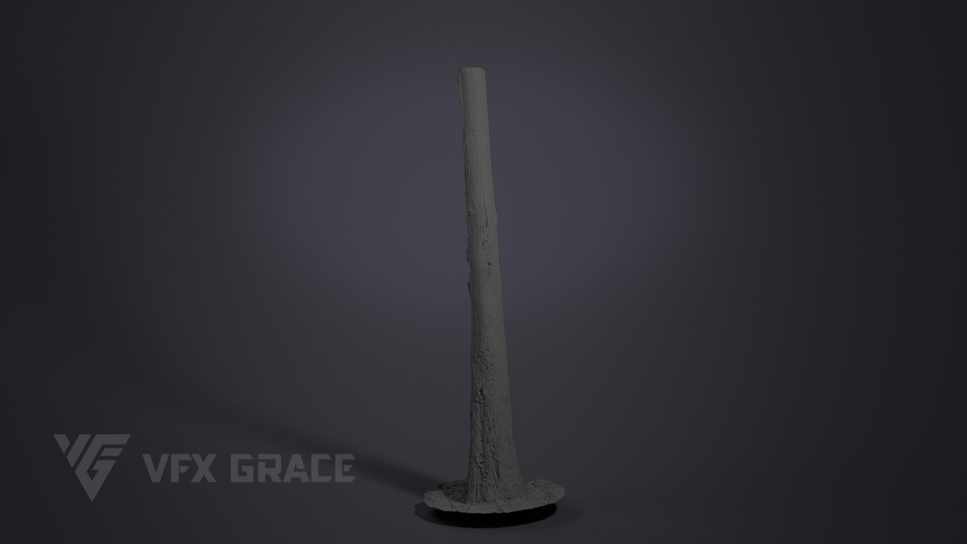 Cryptomeria 3D model_6