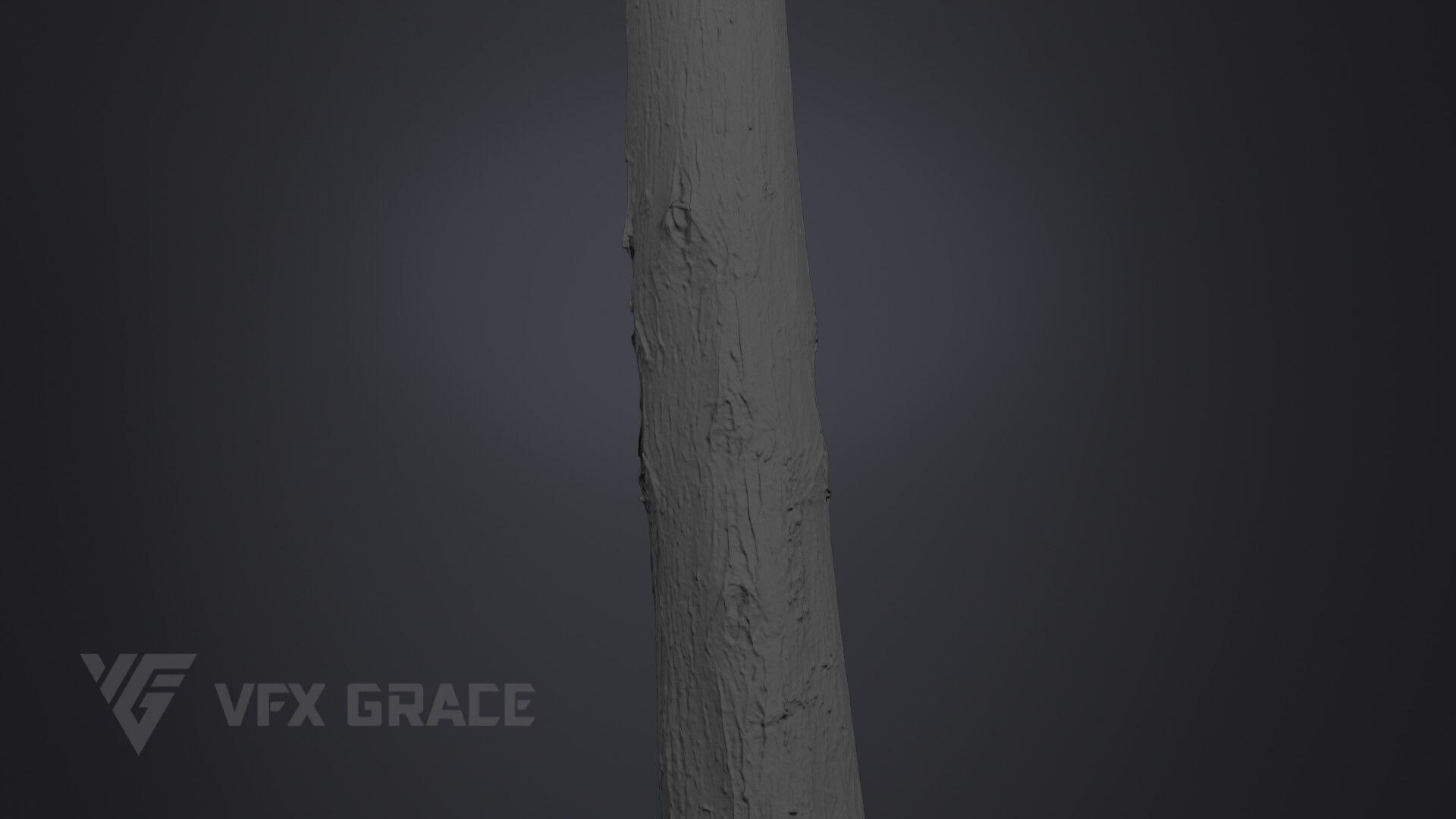 Cryptomeria 3D model_8