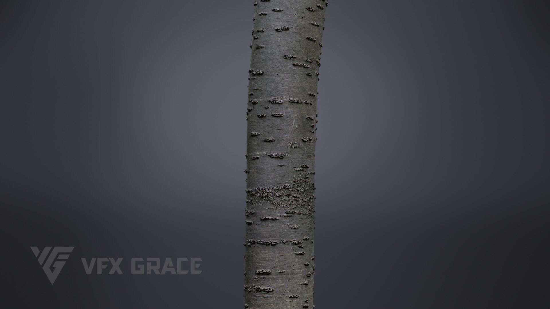 Cherry Tree 003 3D model_4