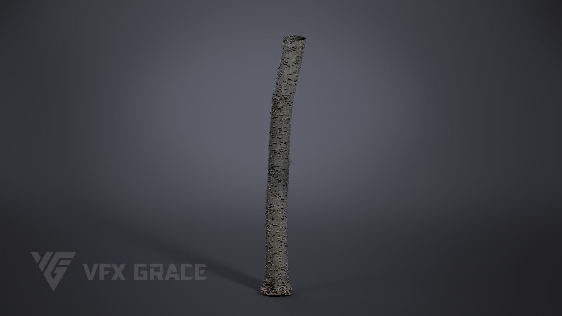 Cherry Tree 003 3D model_2