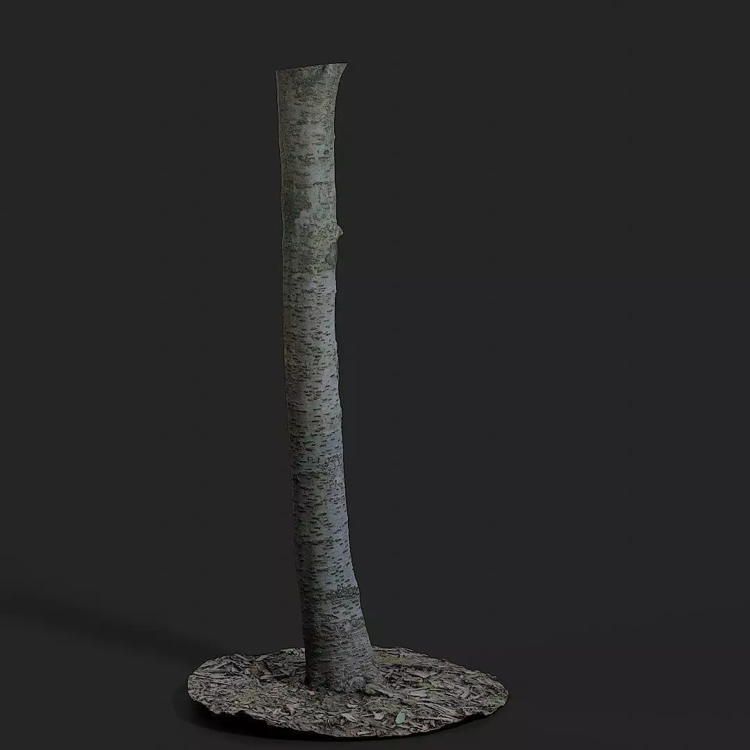 Cherry Tree 002 3D model_0