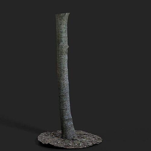 Cherry Tree 002 3D model