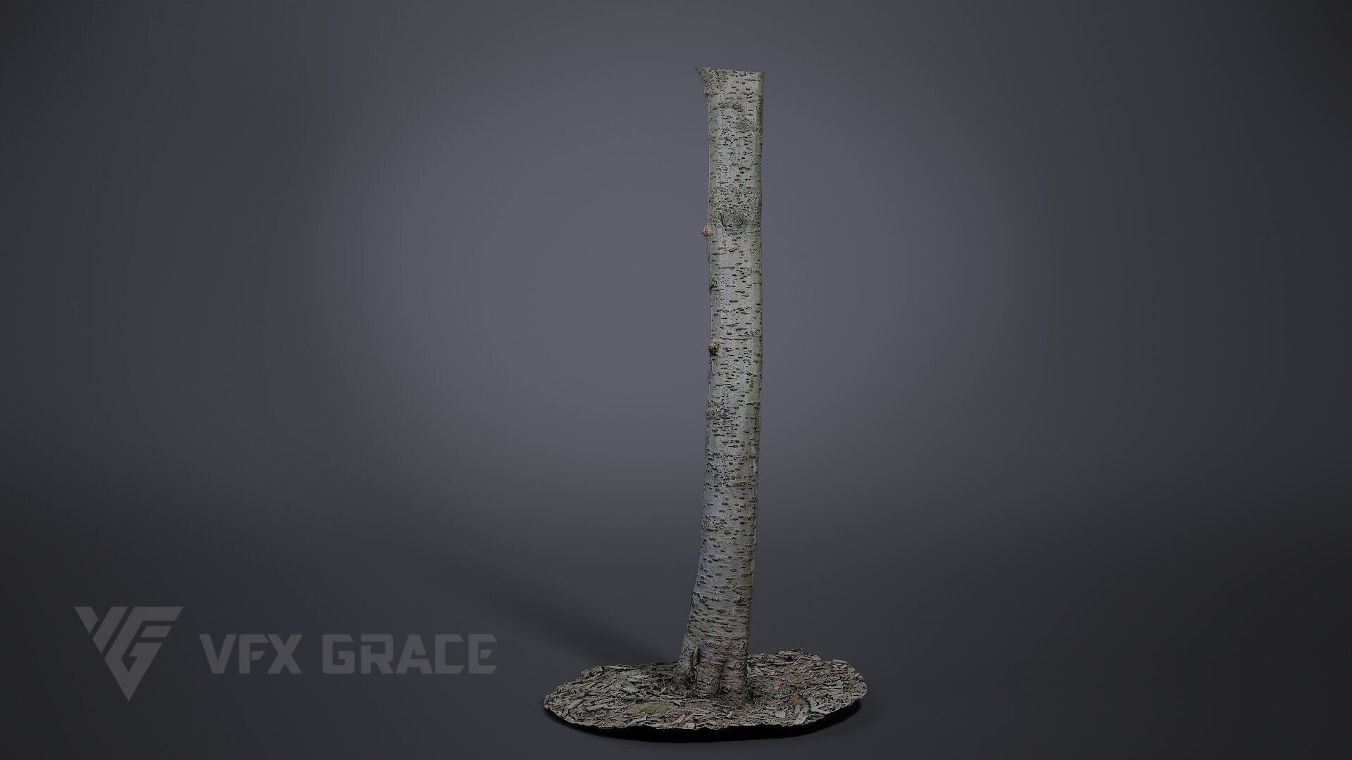 Cherry Tree 002 3D model_3