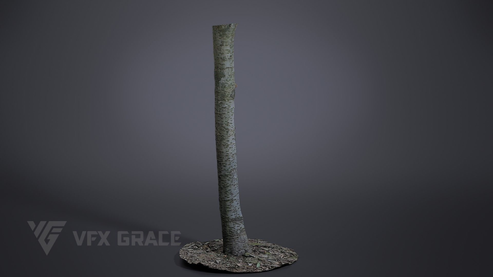 Cherry Tree 002 3D model_1