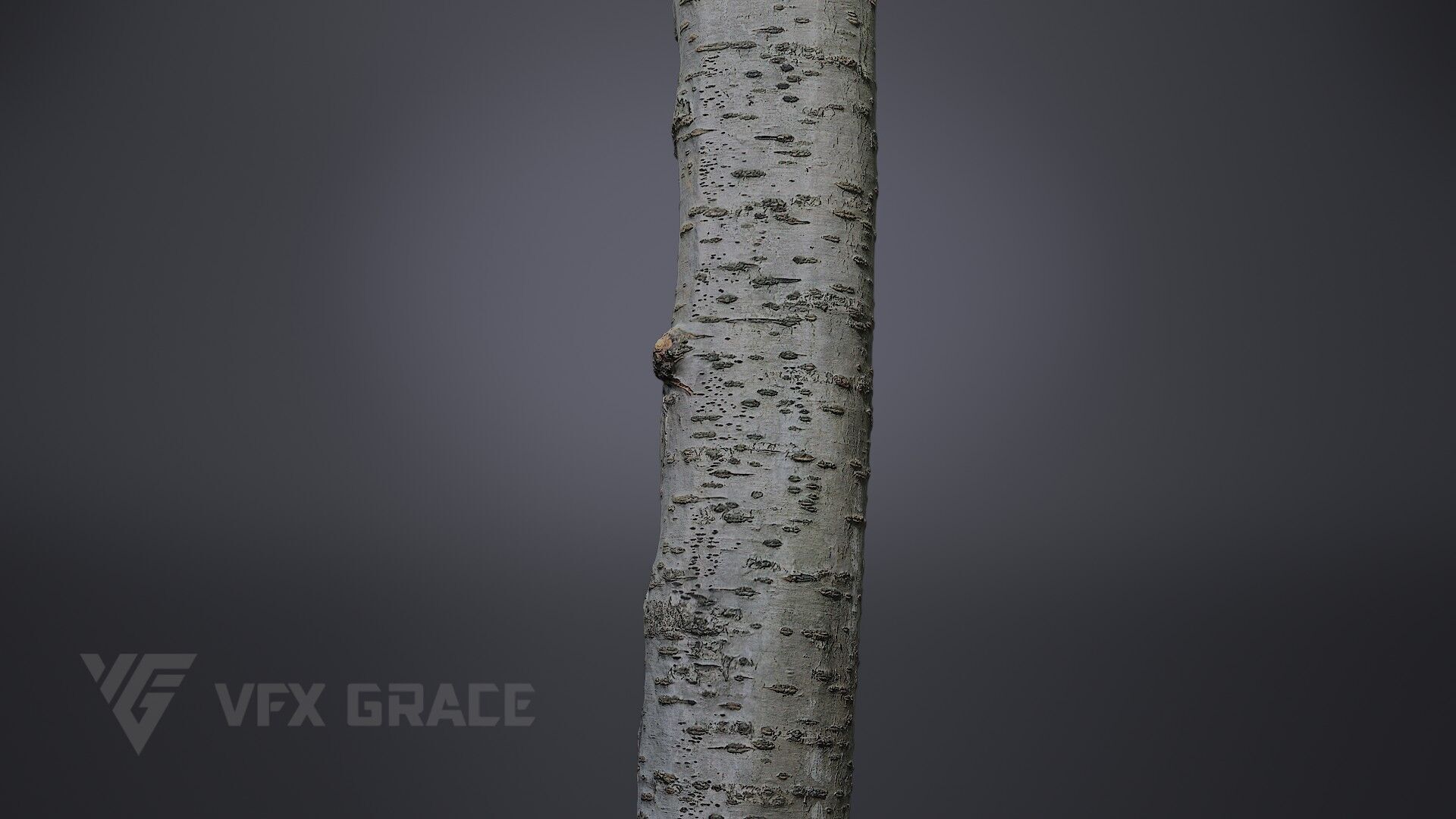 Cherry Tree 002 3D model_4