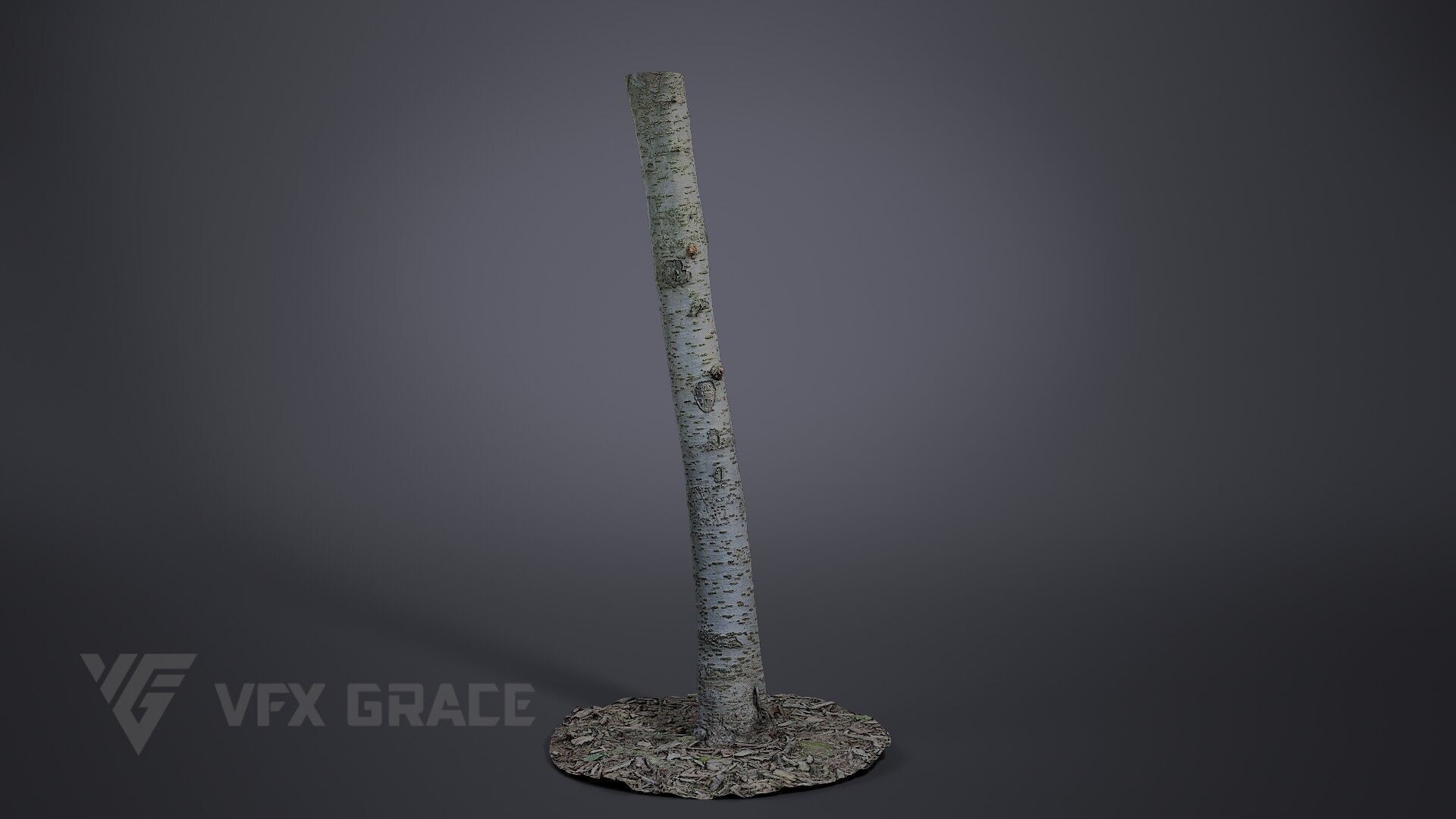 Cherry Tree 002 3D model_2