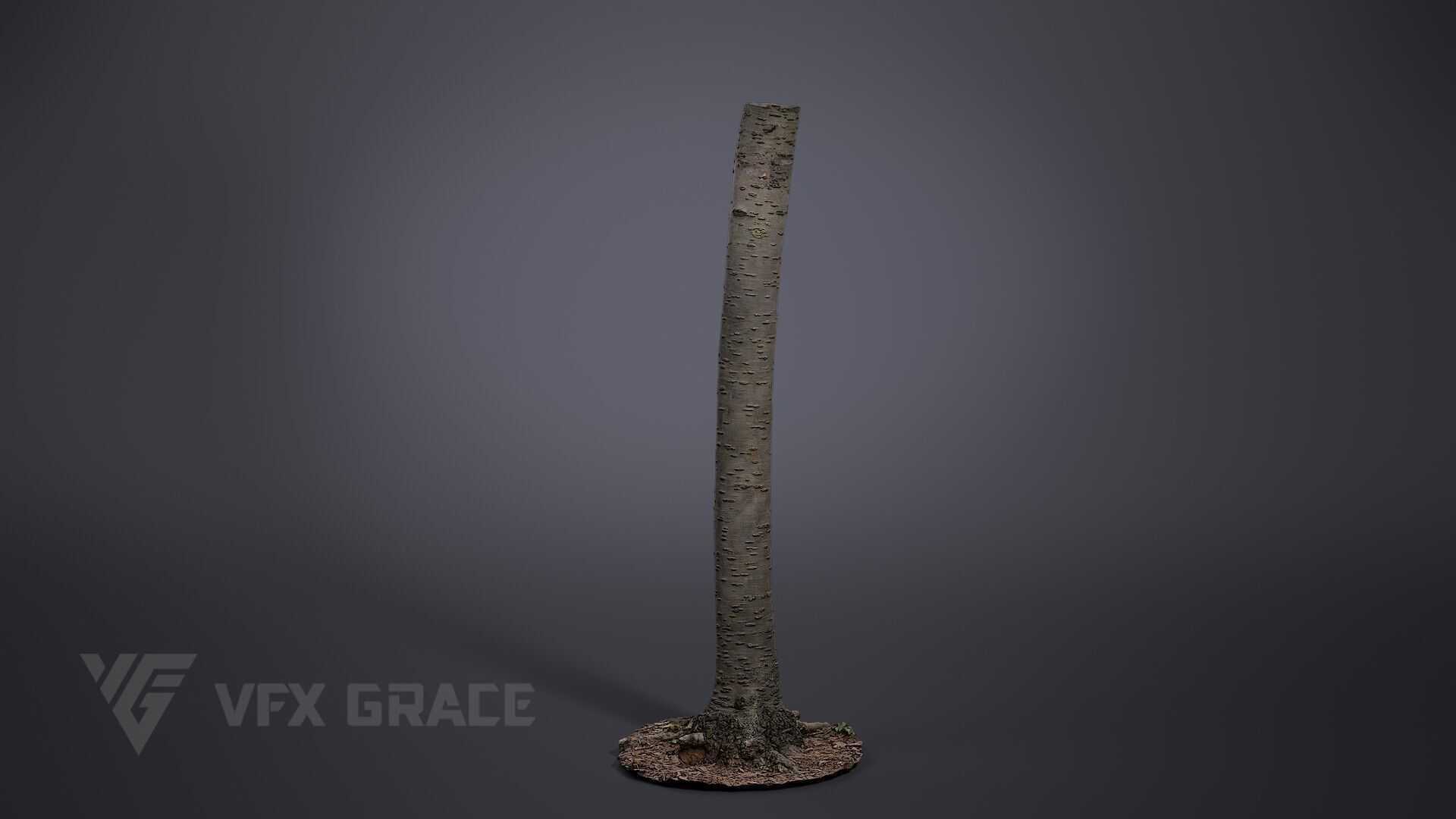 Cherry Tree 001 3D model_2