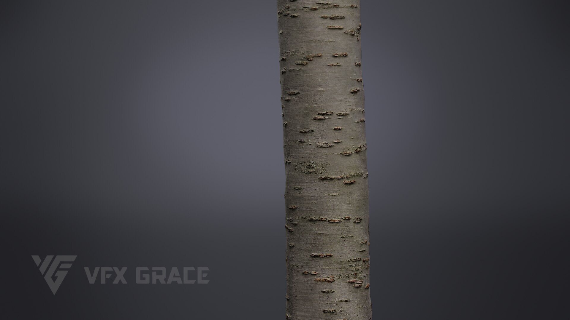 Cherry Tree 001 3D model_4