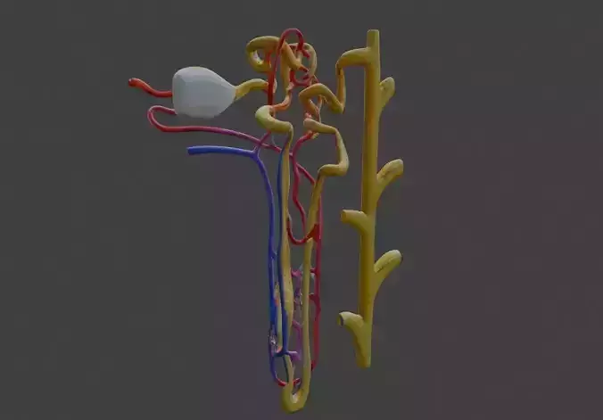 3D Model of Kidney Nephron 3D print model