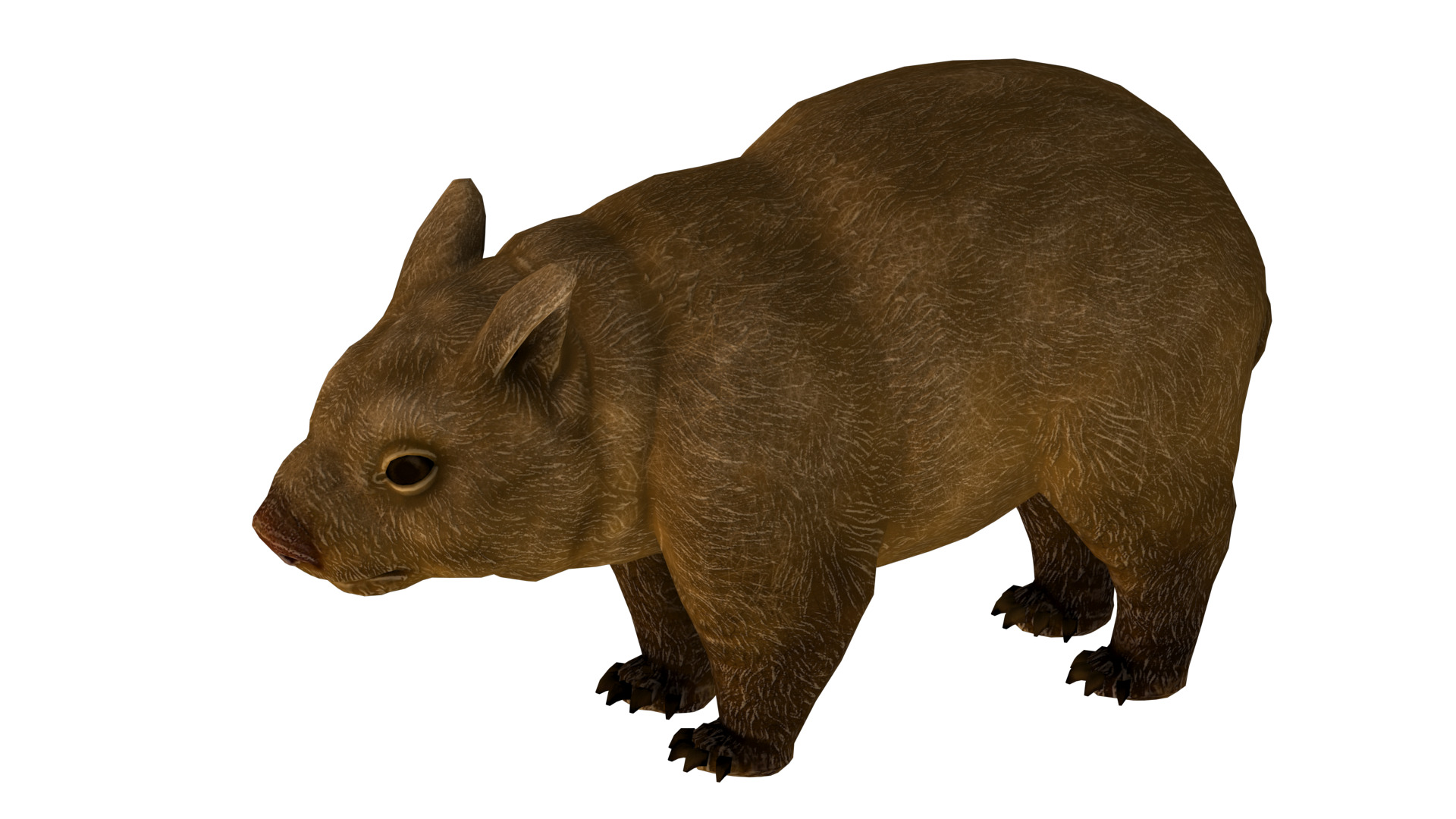 wombat rig  high-poly  textured 3D model_4