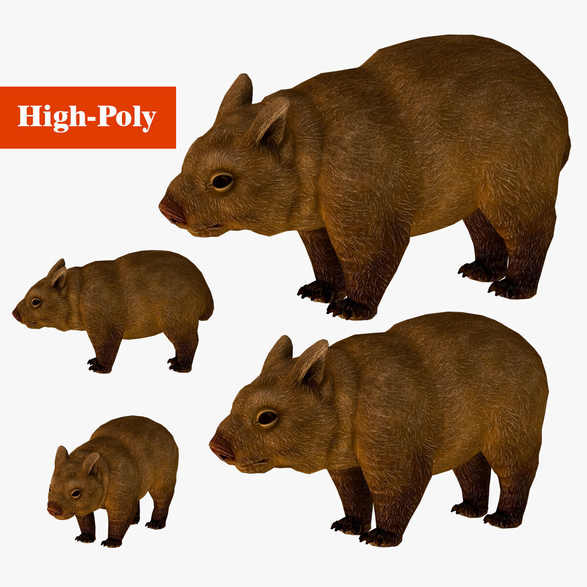 wombat rig  high-poly  textured 3D model_1