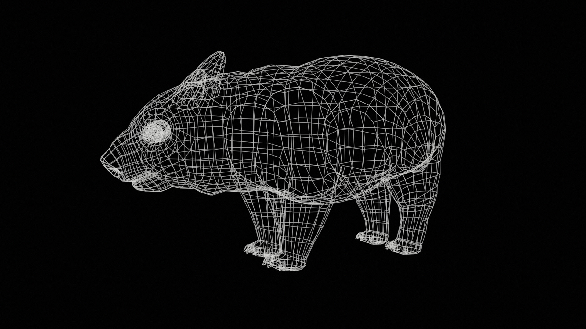 wombat rig  high-poly  textured 3D model_28