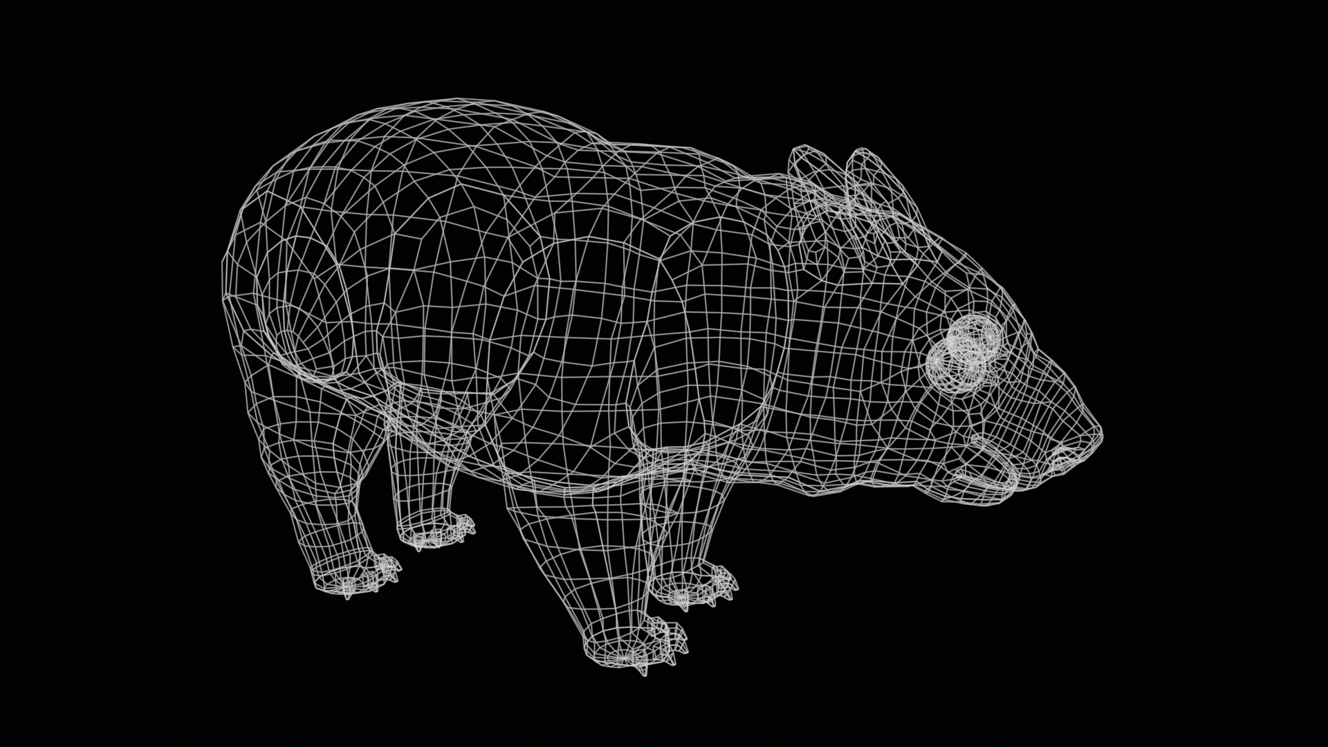 wombat rig  high-poly  textured 3D model_25