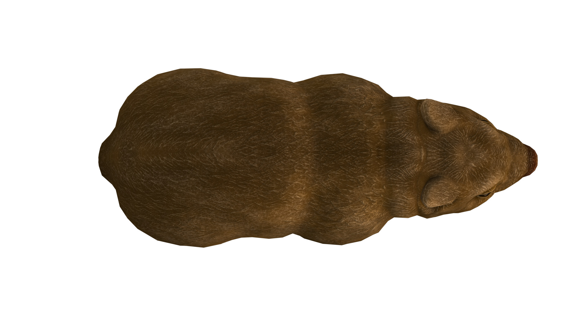 wombat rig  high-poly  textured 3D model_9