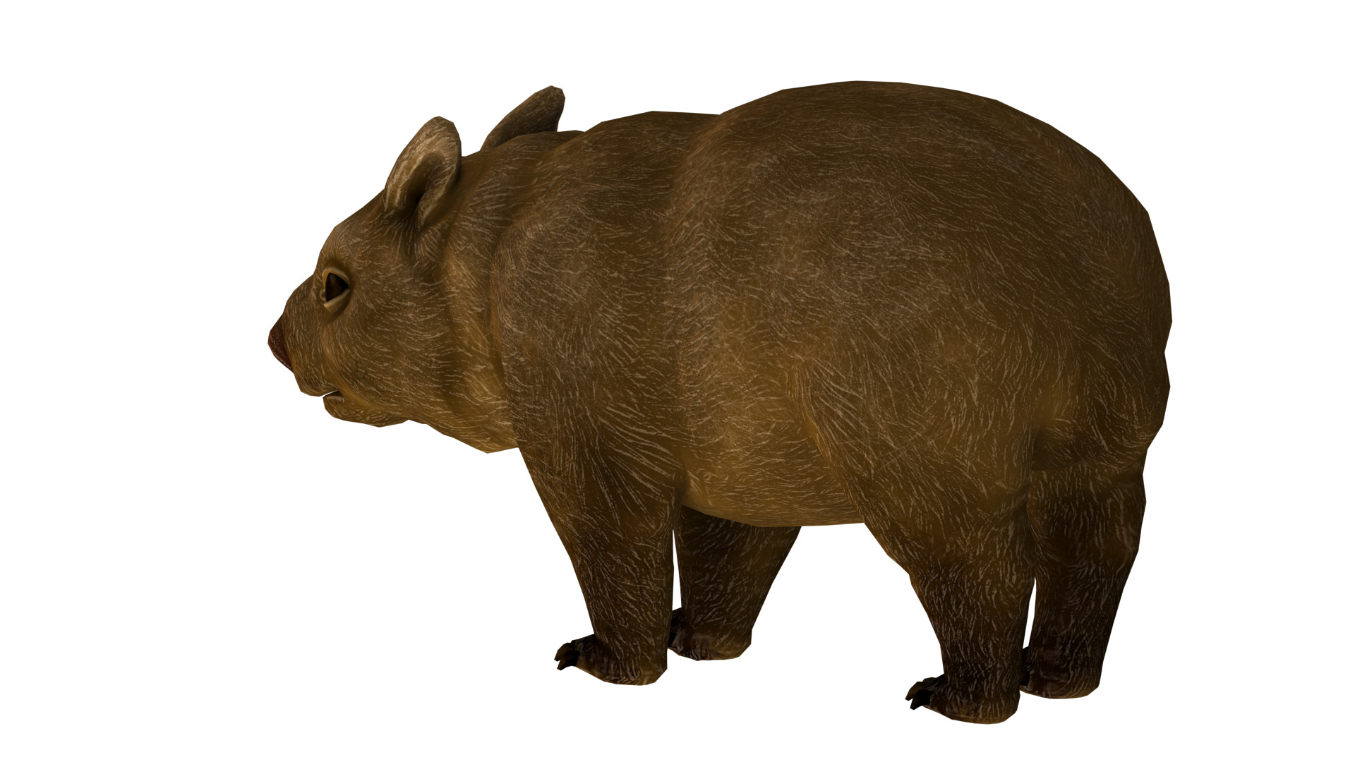 wombat rig  high-poly  textured 3D model_5