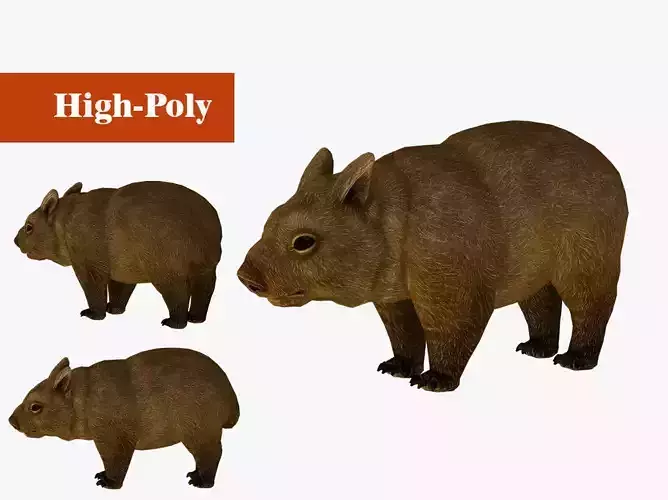 wombat rig  high-poly  textured