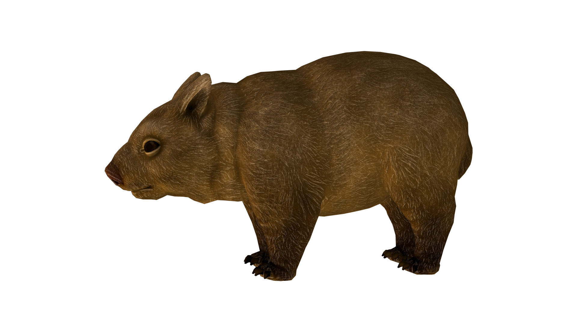 wombat rig  high-poly  textured 3D model_3