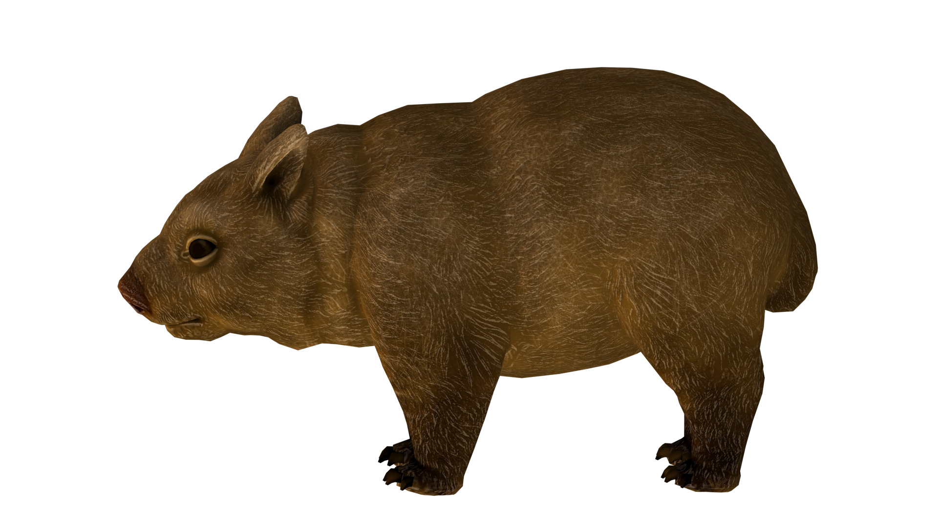 wombat rig  high-poly  textured 3D model_10