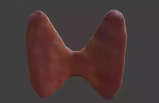 3D Model of Thyroid Gland 3D print model