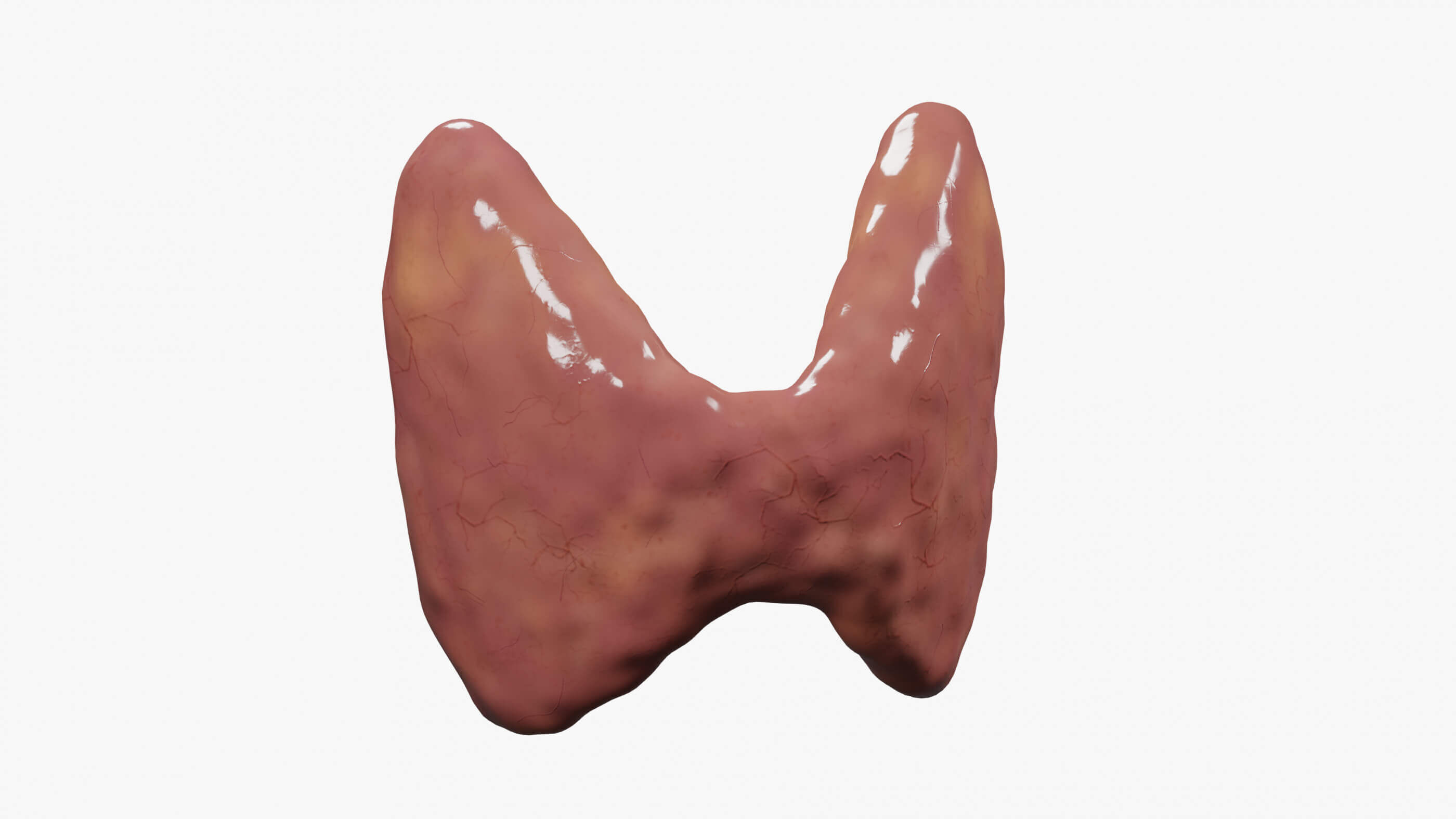 3D Model of Thyroid Gland 3D print model_4