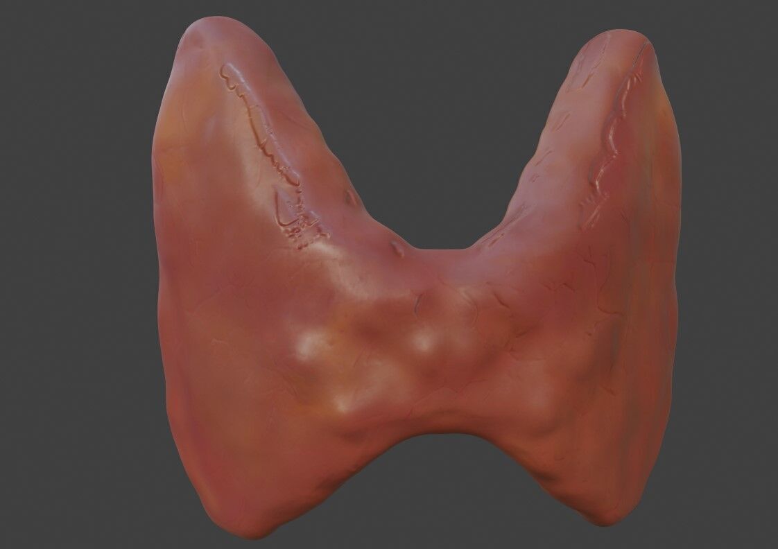 3D Model of Thyroid Gland 3D print model_1
