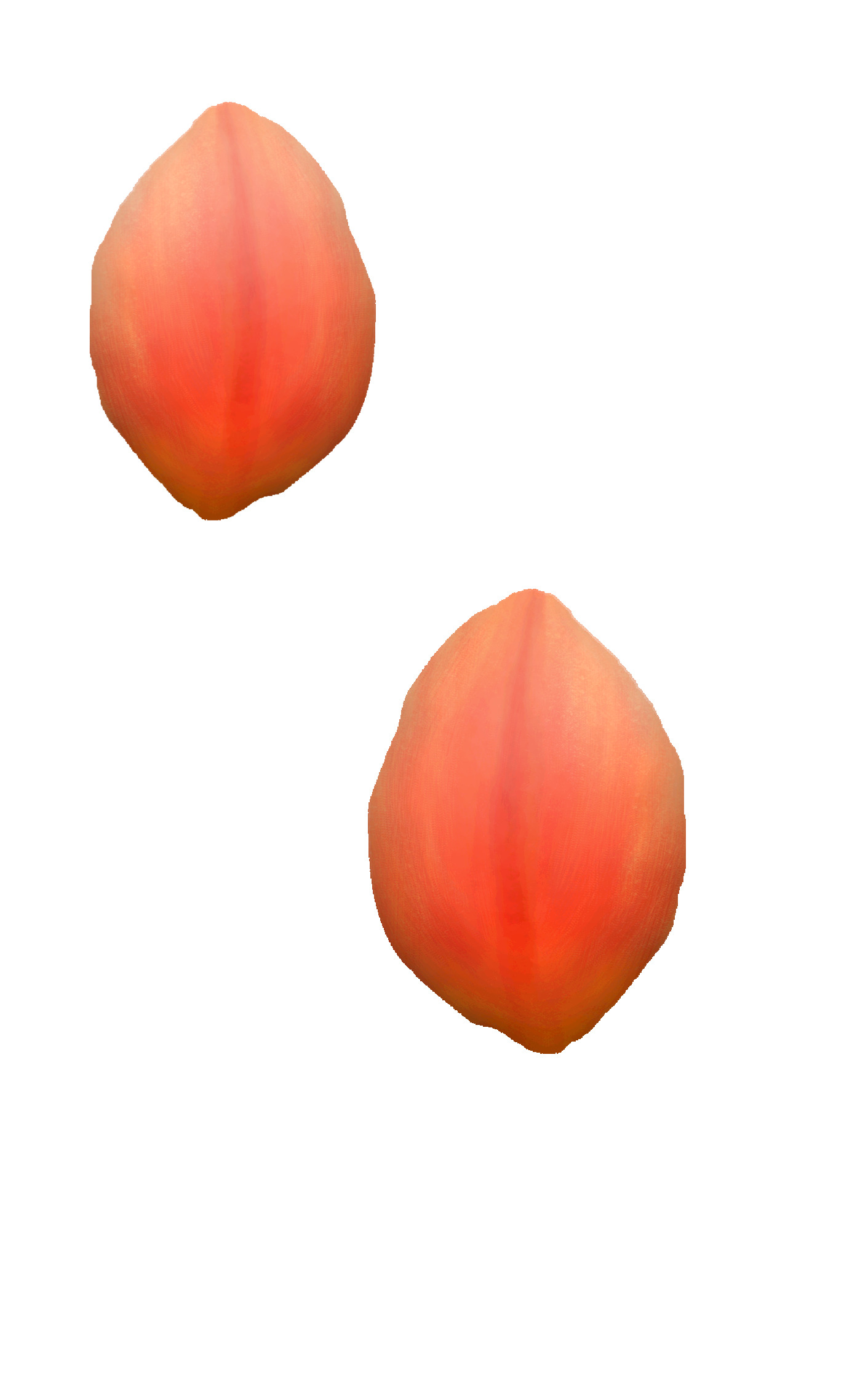 Tulips in vase 3D model Free low-poly 3D model_5