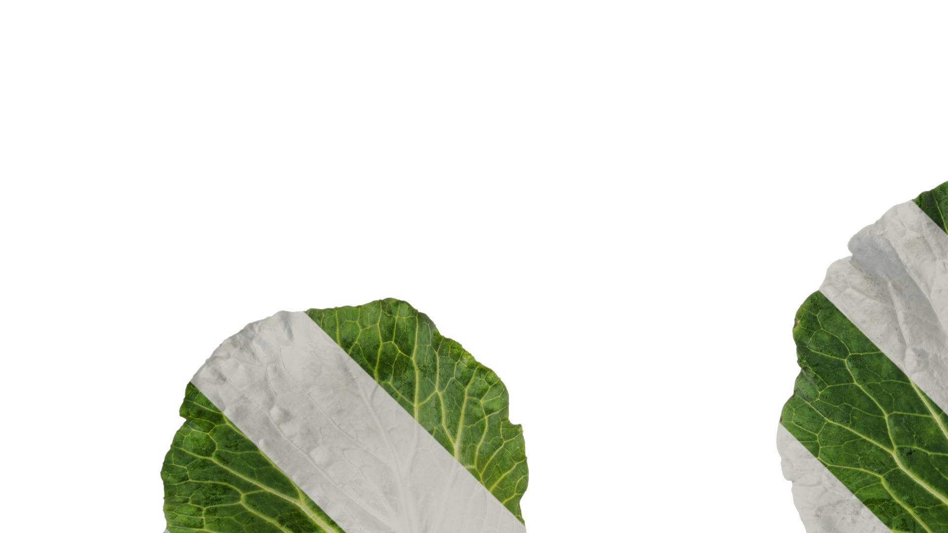 Anydrafts Brassica oleracea Leaf 01 F Texture_5