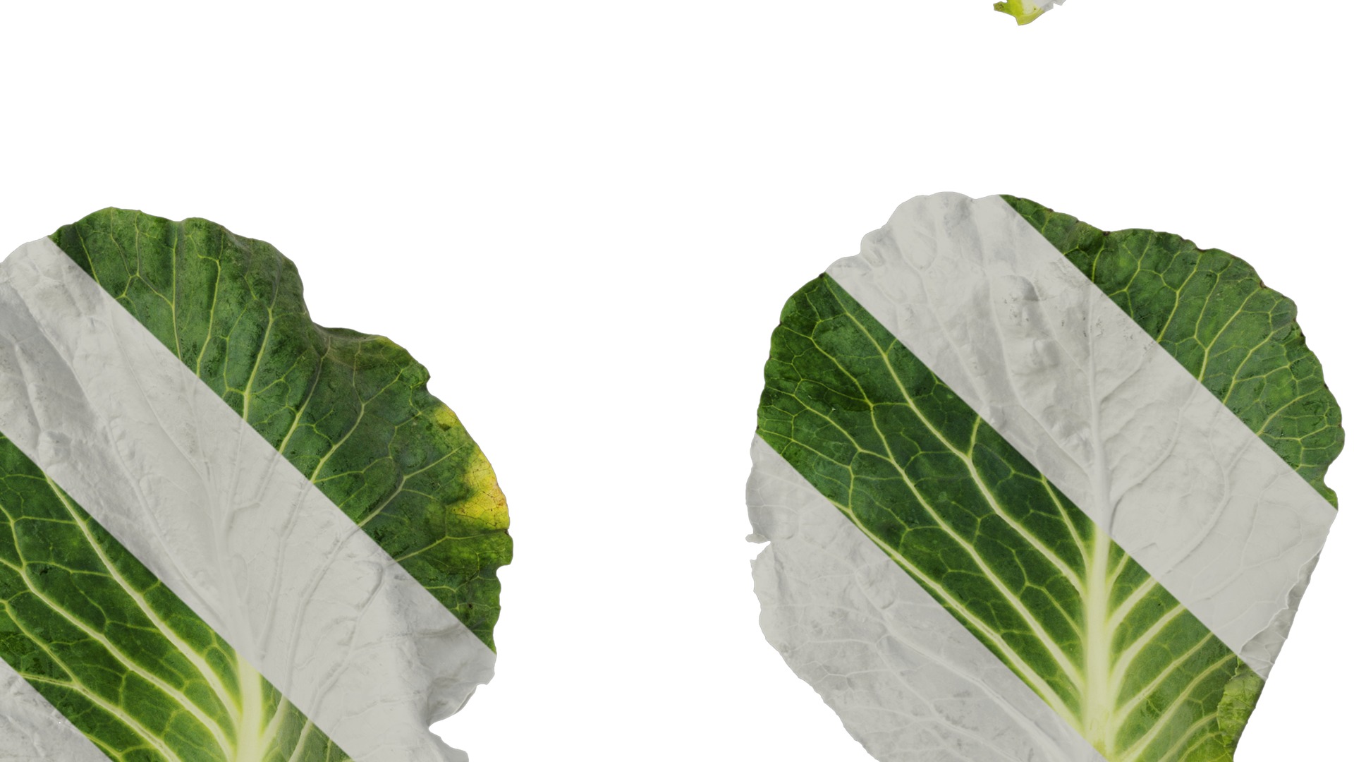 Anydrafts Brassica oleracea Leaf 01 F Texture_6