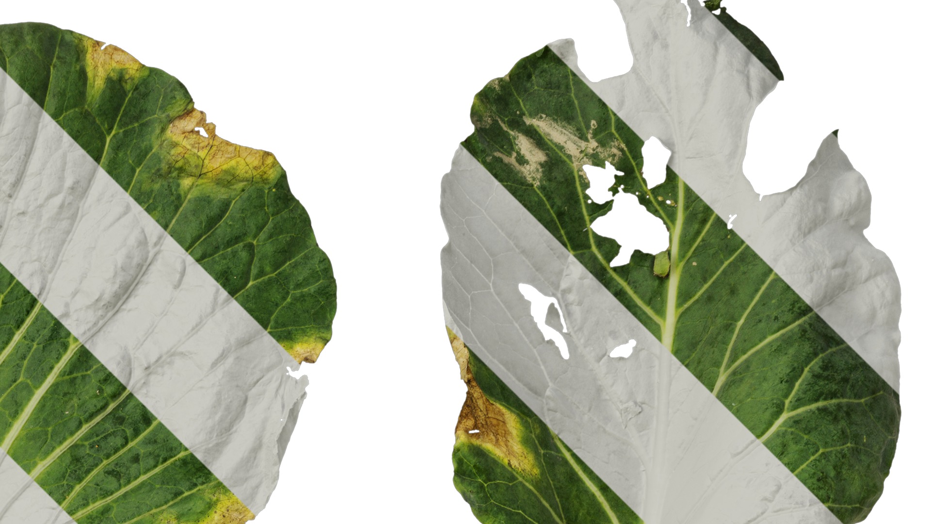 Anydrafts Brassica oleracea Leaf 01 F Texture_2