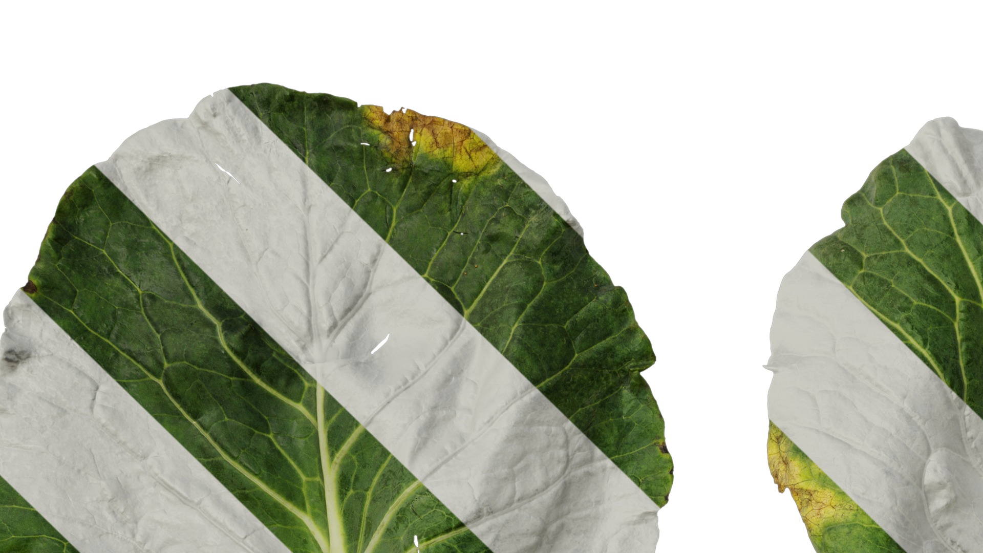 Anydrafts Brassica oleracea Leaf 01 F Texture_1